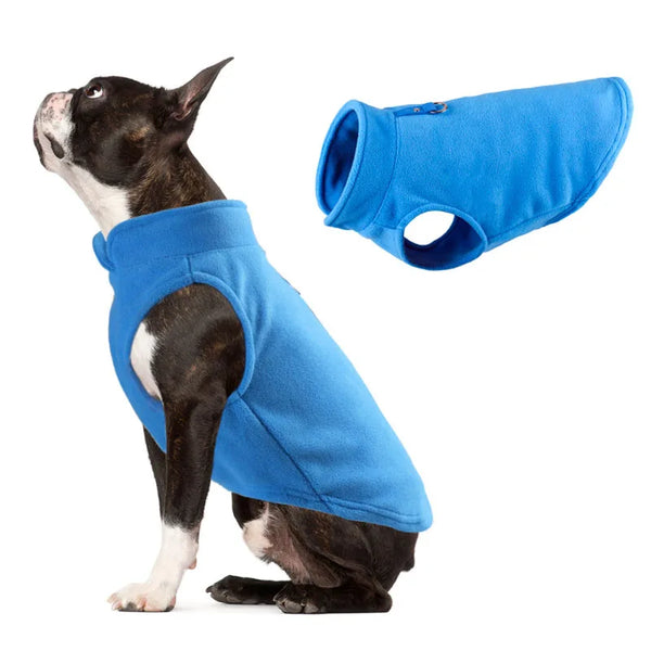 A black and white dog wearing a bright blue fleece coat with a matching blue leash D-ring.