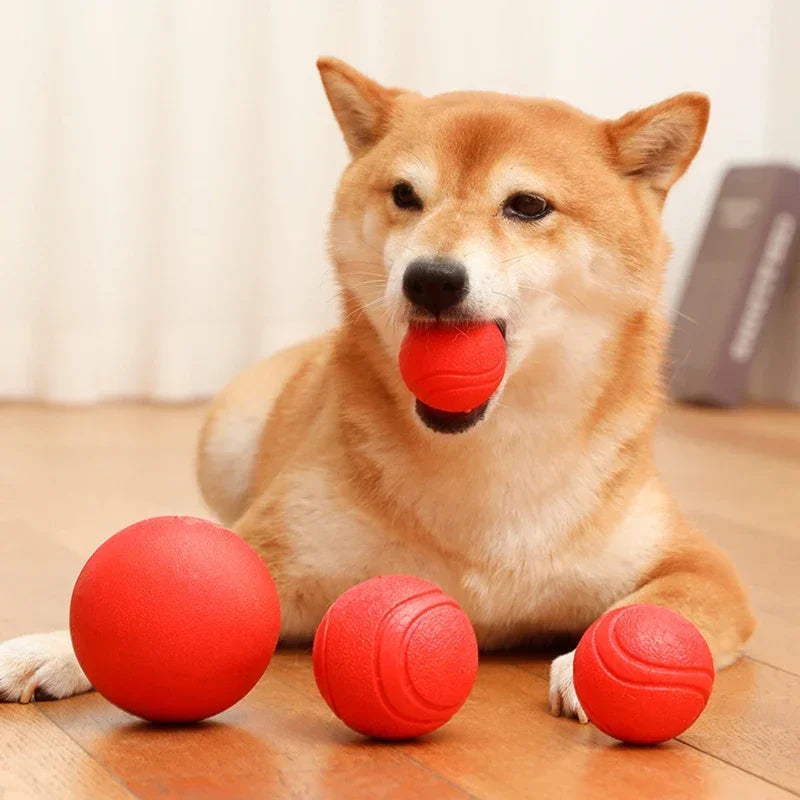 A happy Shiba Inu dog is holding a red rubber ball in its mouth on a wooden floor.