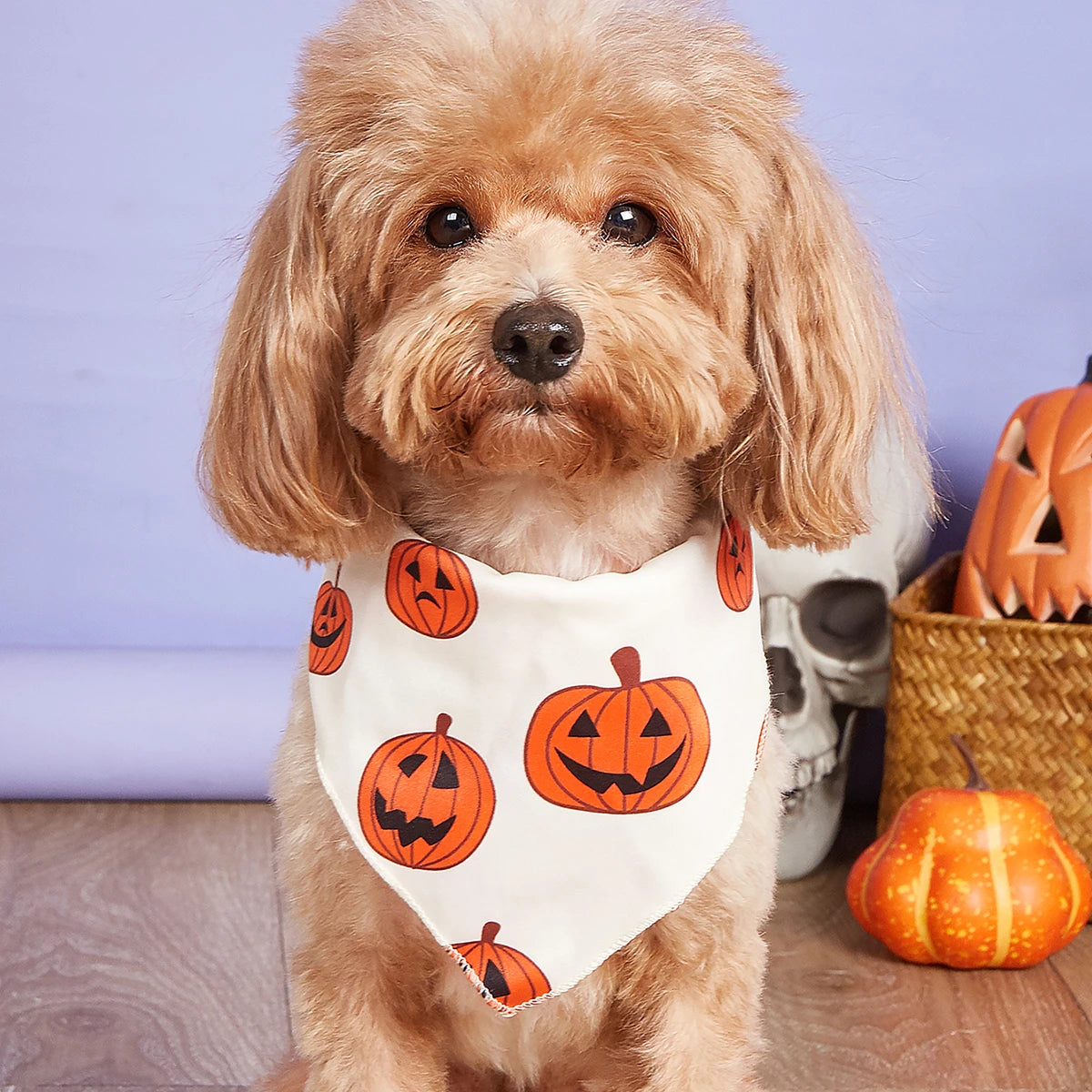 Halloween Dog Bandana with Pumpkin and Spider Web Design