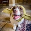 Ein braun-weißes Hund, der einen gelben Strickohrenschutz trägt, lächelt und schnatzt.