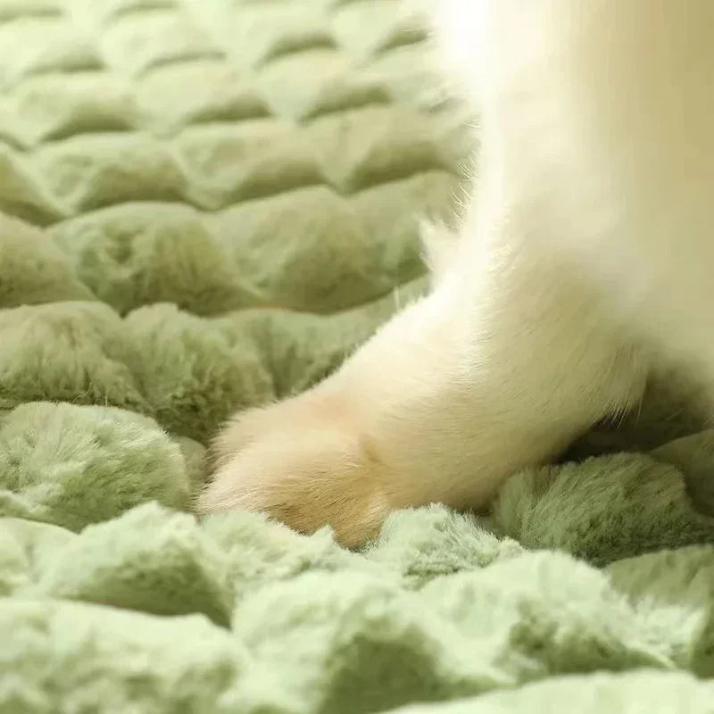 Orthopedic Memory Foam Dog Bed with Removable Washable Cover