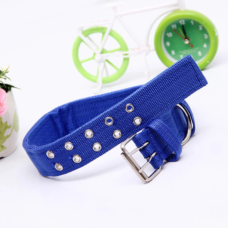A royal blue heavy duty tactical dog collar with a metal buckle is displayed next to a bicycle wheel and a green clock.