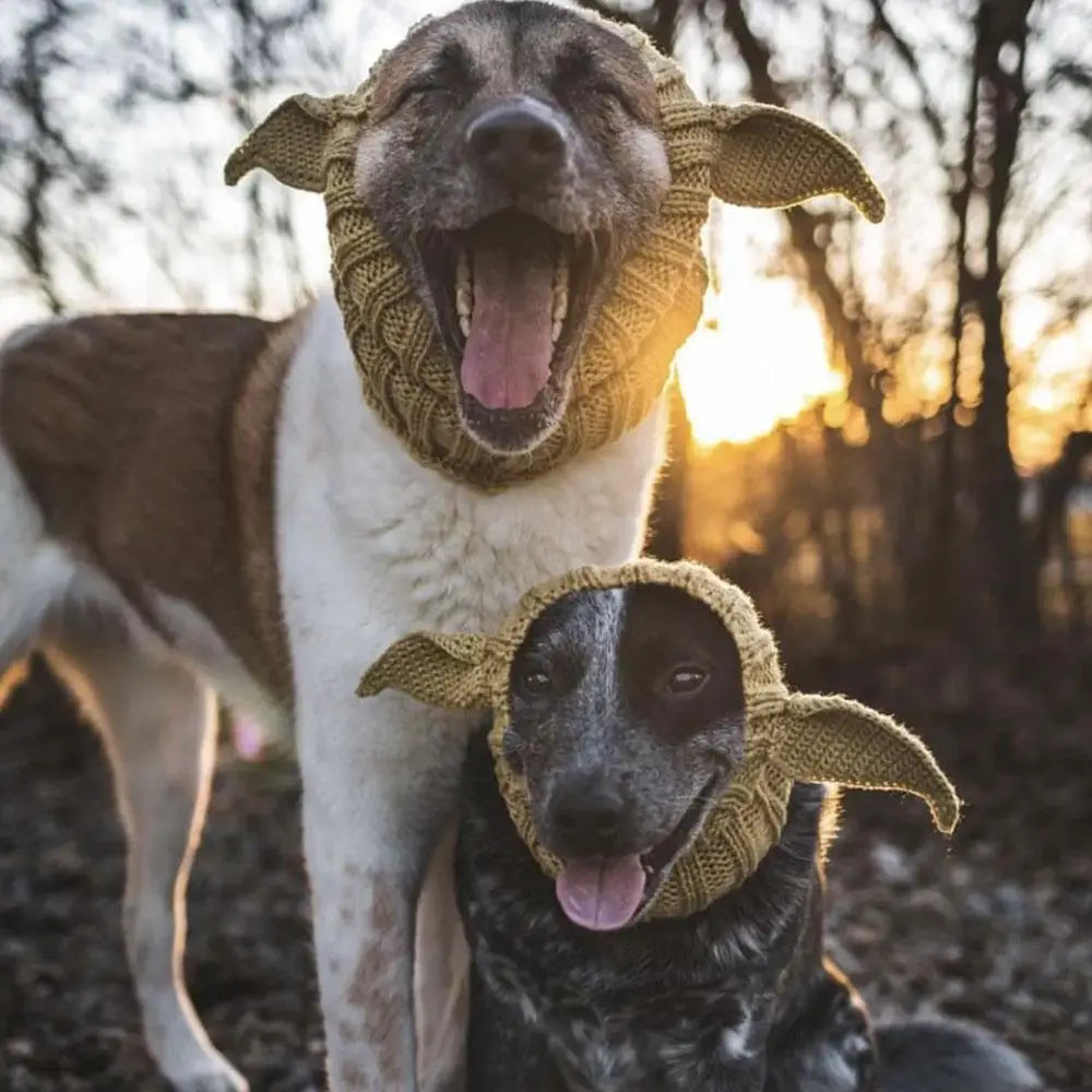 Hund mit gestricktem Ohrpolster, fröhlich und geöffneter Schnauze, im Freien.