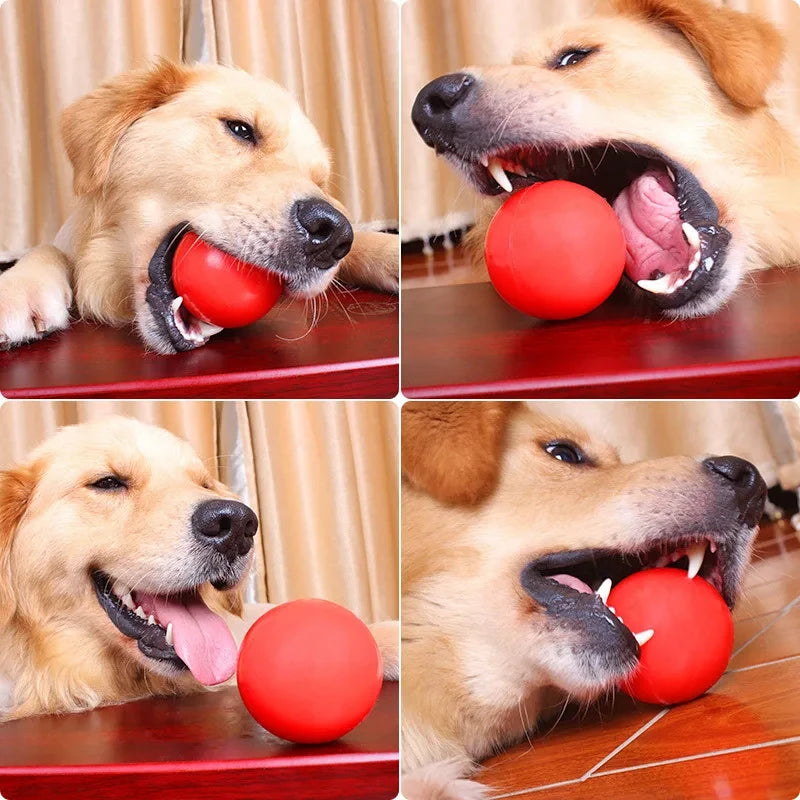 Close-up images of a golden retriever dog happily holding and chewing a bright red rubber dog ball.
