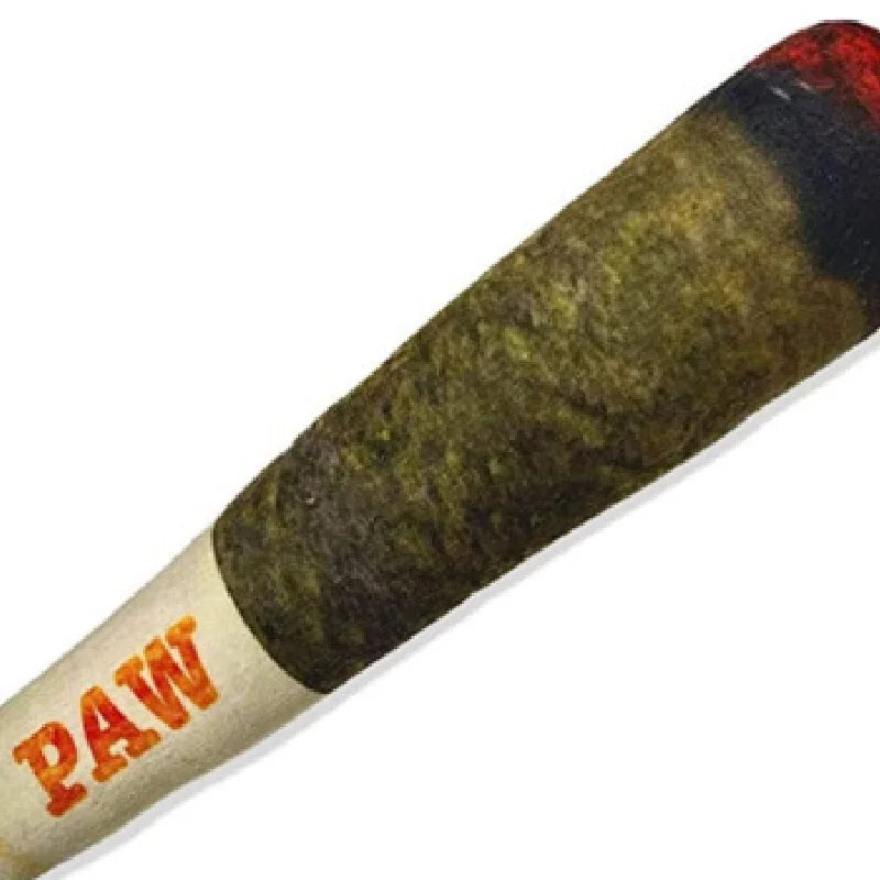 Jouet en Peluche pour Chien en Forme de Cigare