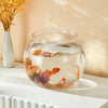 Bassin Transparent en PET pour Poisson Betta