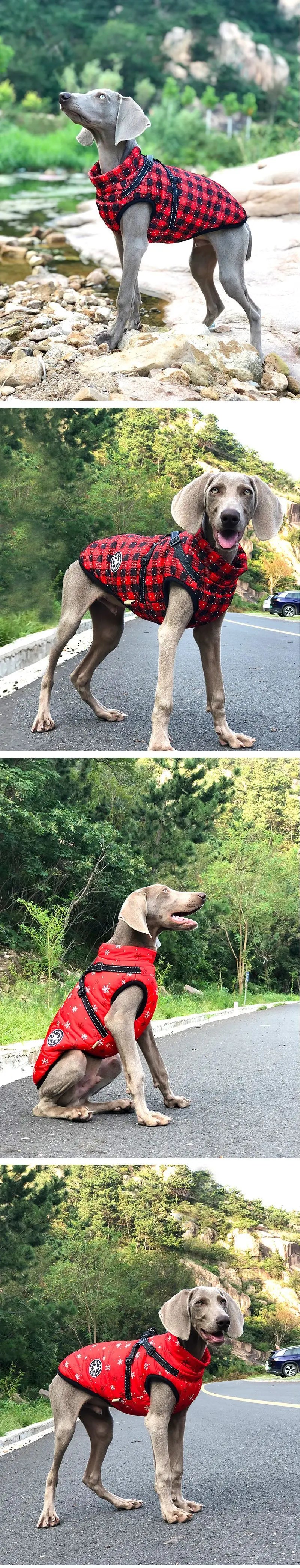 معطف كلب شتوي مع حزام مقاوم للماء وبطانة قطنية دافئة