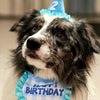 Happy Birthday Pet Party Hat and Bib Set