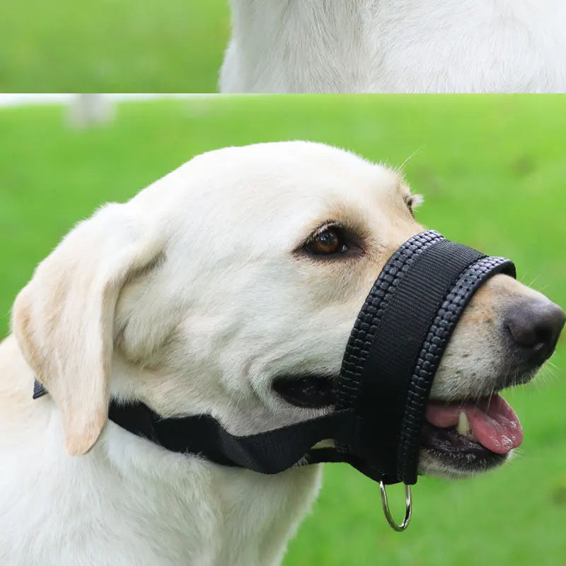 A light-colored dog wearing a black adjustable muzzle, smiling with its tongue out, in a grassy outdoor setting.