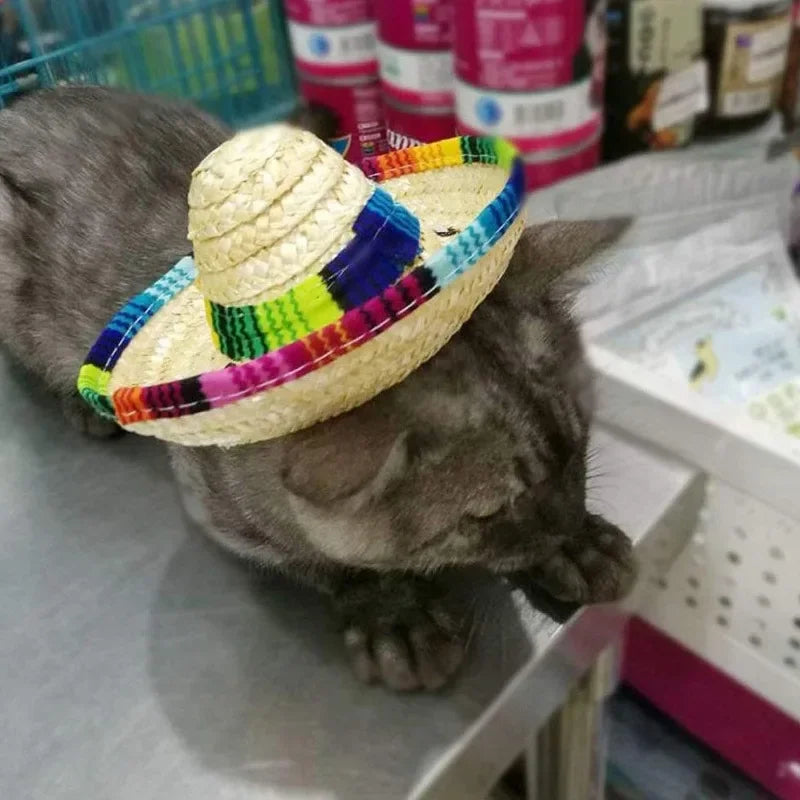 Eine graue Katze liegt neben einer geflochtenen Strohhut-Mütze mit bunten Streifen.