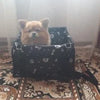 Hamac de voiture pour animaux de compagnie, étanche et transportable