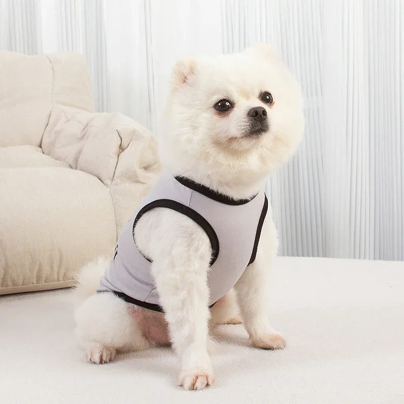 A white dog wearing a light gray sleeveless vest with black trim, sitting on a white surface.
