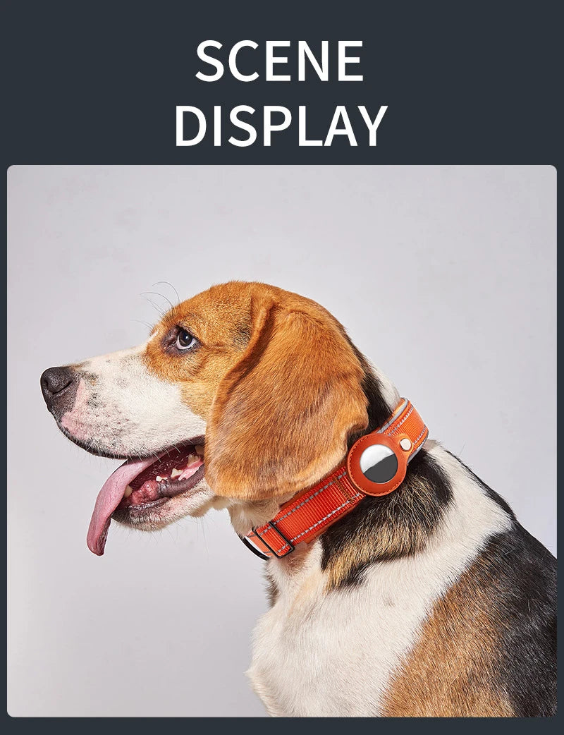 A brown and white dog wearing an orange reflective collar with a built-in AirTag holder.