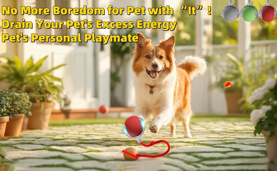 A happy dog is playing with a red and blue ball toy on the grass.