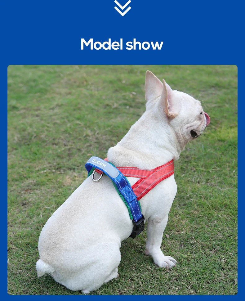 Un bulldog inglés blanco con un arnés azul y rojo caminando sobre césped verde.