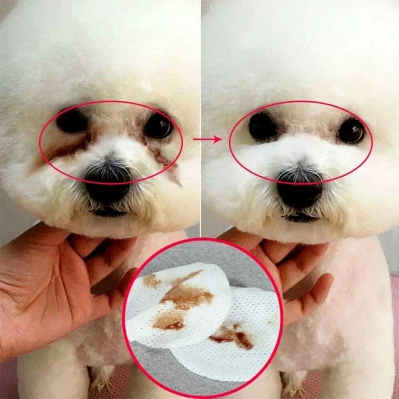 A close-up of a dog's face showing the eye and ear area, with a hand holding pet eye and ear cleaning wipes.