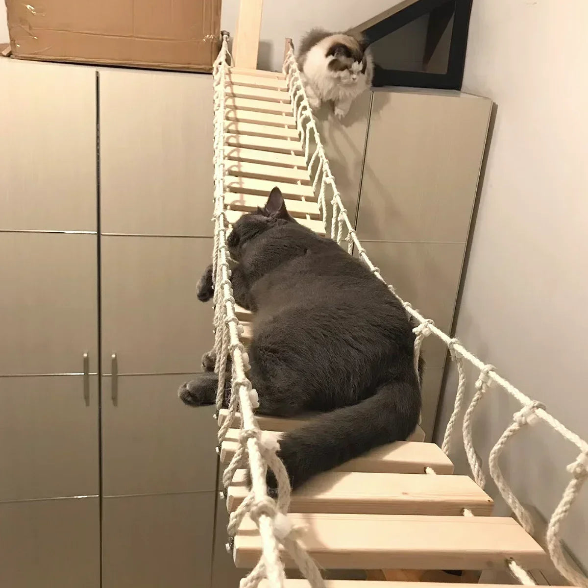 Wall-Mounted Cat Climbing Shelf Set with Hammock and Scratching Posts