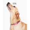 Goldener Hundekopf mit rosa Silikon AirTag-Halter an seinem Hals.