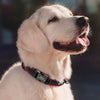 Reflektierendes personalisiertes Hundehalsband mit graviertem Anhänger