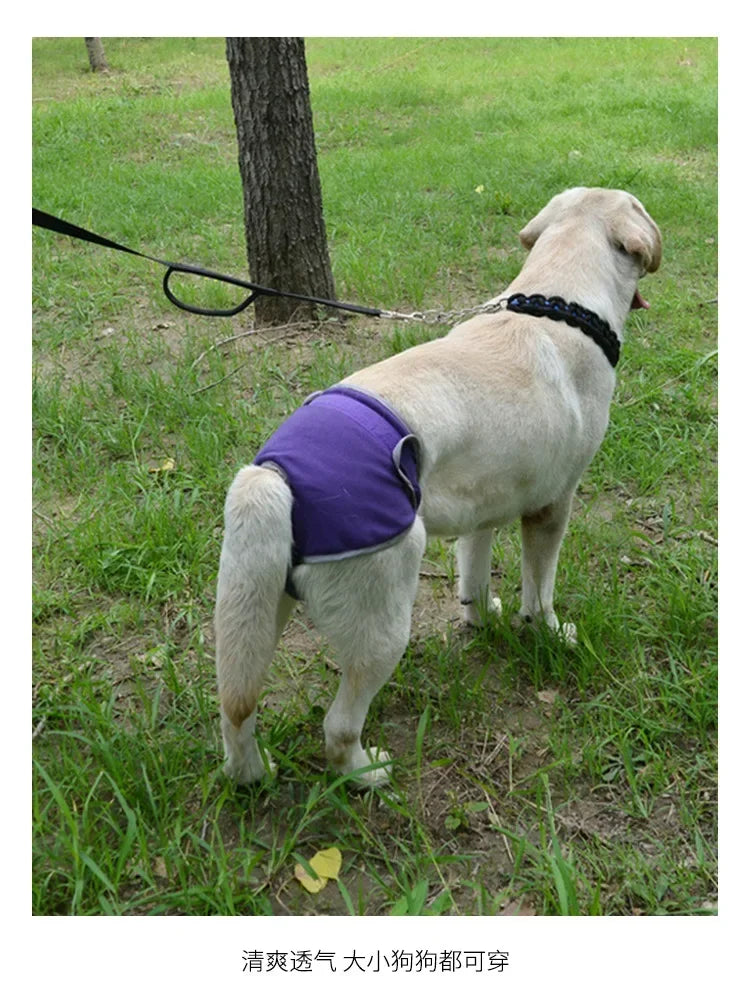 Reusable Dog Diapers for Heat Cycles and Incontinence