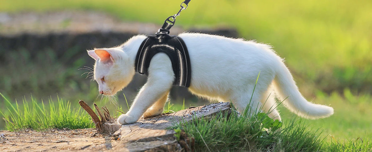 Escape-Proof Cat Harness and Leash Set with Reflective Strips