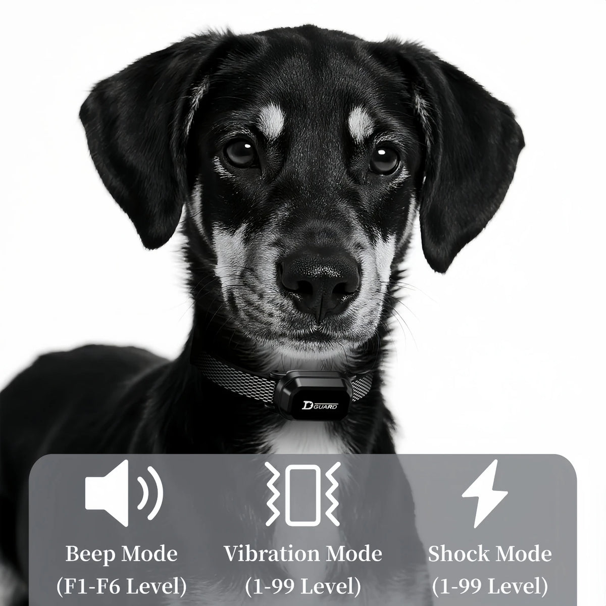 A black and white dog wearing a remote training collar with buttons for beep, vibration, and shock modes.