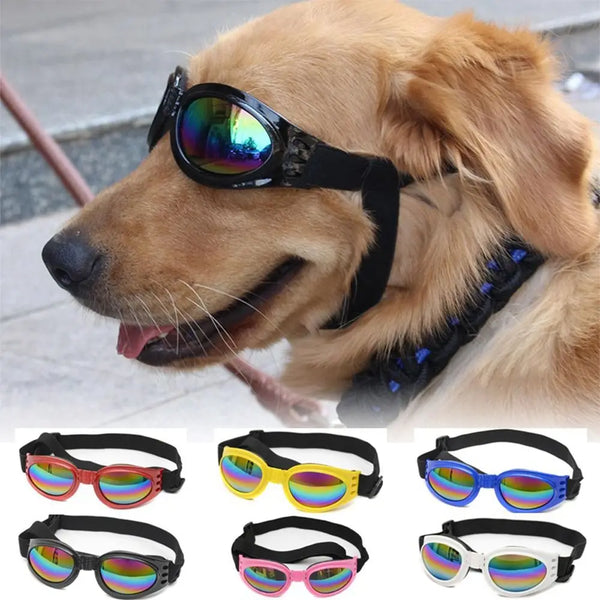 A golden retriever wearing a black pet sunglasses with colorful lenses