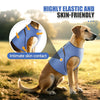 Ein Golden Retriever trägt eine blaue elastische Weste für intime Hautkontakte.