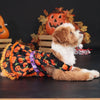 Pumpkin Lace Dog Dress for Small Dogs