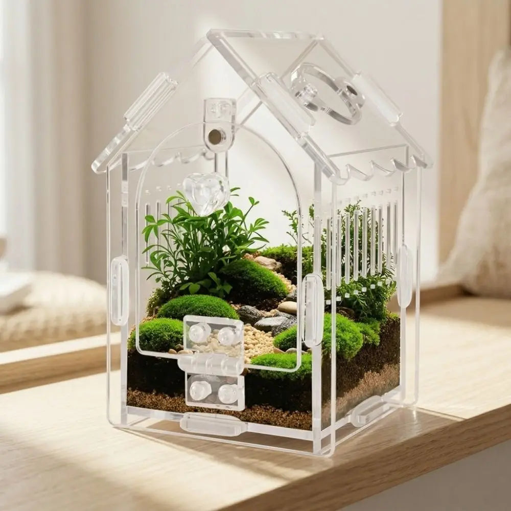 Klares Plastikterrarium für eine kleine Pflanze und Moos, für eine Springspinne konzipiert.