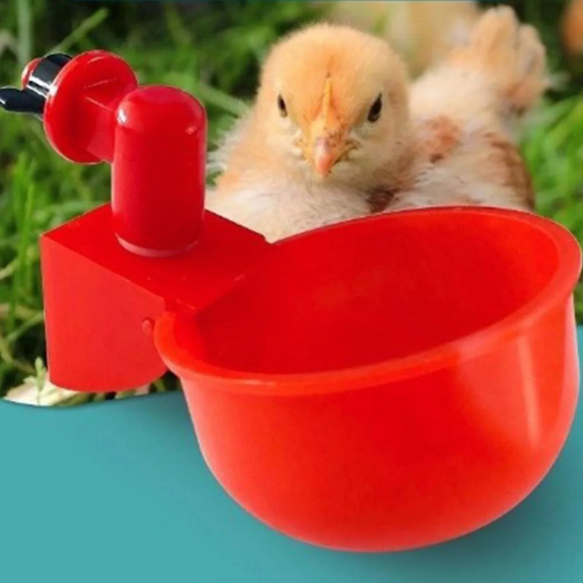 Red automatic poultry drinking cups with a yellow chick visible in the background.