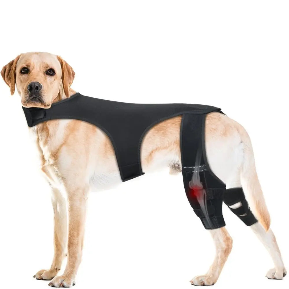 Un chien de couleur claire porte une attelle noire réglable pour le genou et l'articulation.