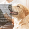 Reversible Anti-Hair Waterproof Pet Mat with Sofa Cover