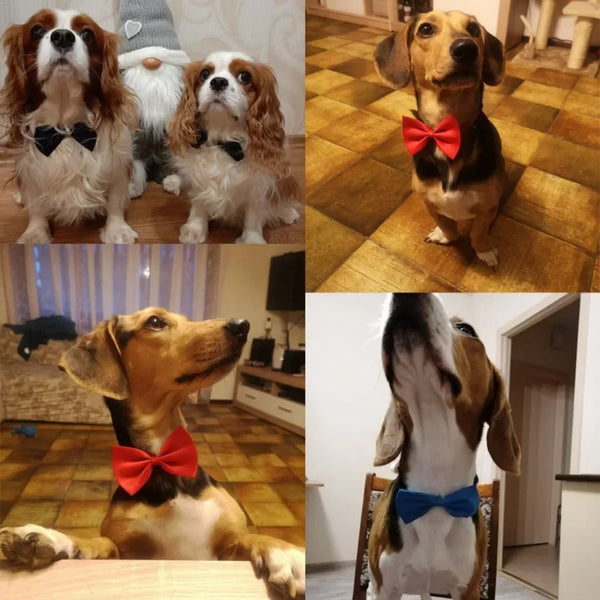 Pet Bow Tie Collar with Adjustable Strap