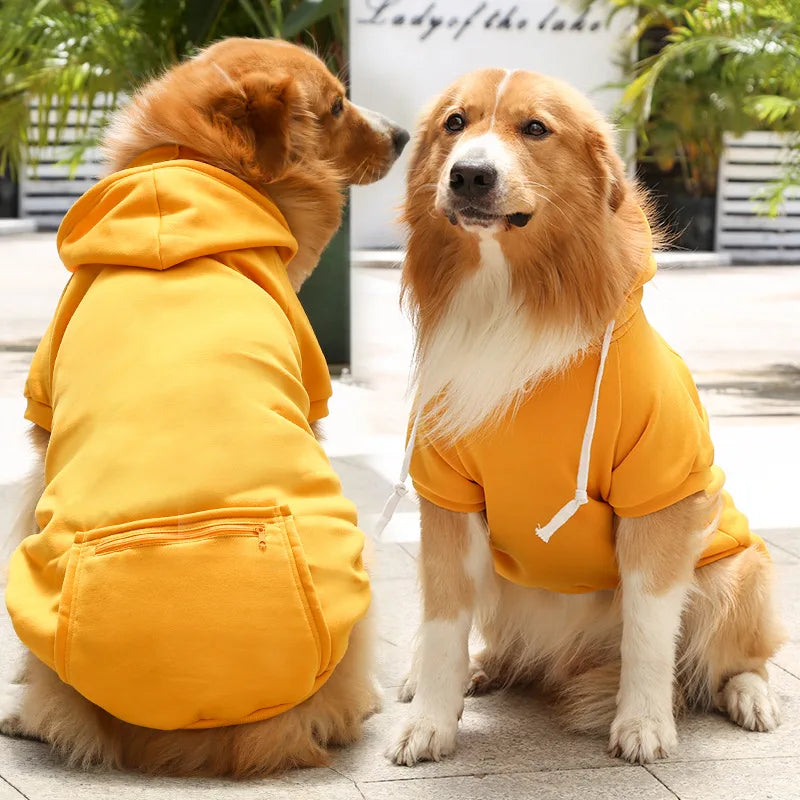 A golden retriever wearing a yellow hoodie sits next to a Cavalier King Charles Spaniel wearing a matching orange hoodie.