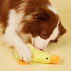A brown and white dog is lying down and licking a yellow plush duck toy.