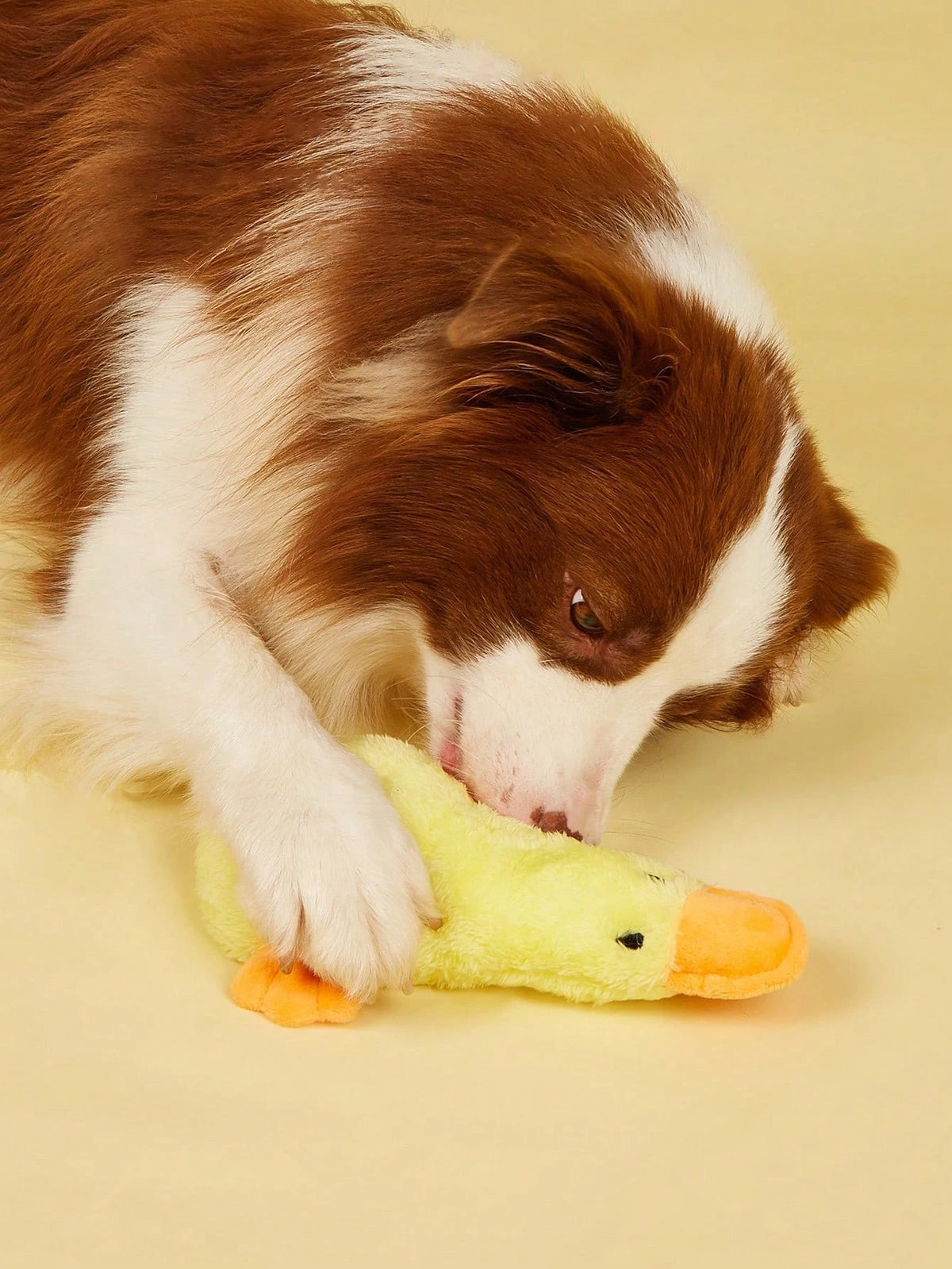 A brown and white dog is lying down and licking a yellow plush duck toy.