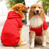 A golden retriever and a doodle dog sitting outdoors, looking at the camera. One is wearing a red fleece jacket.