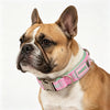 A close-up of a fawn and white dog wearing a pink woven letter collar with an alloy buckle.