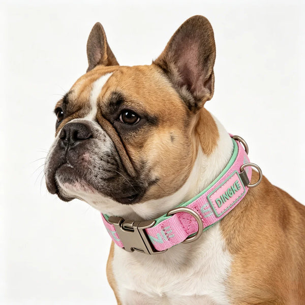 A close-up of a fawn and white dog wearing a pink woven letter collar with an alloy buckle.