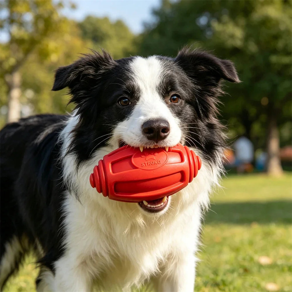 A black and white dog is holding a red hexagonal chew toy in its mouth outdoors.