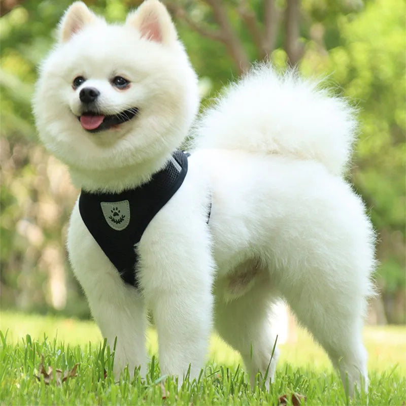 A fluffy white dog wearing a black harness standing in green grass.
