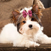 Pearl Puppy Bows with Rubber Bands for Small Dogs and Cats