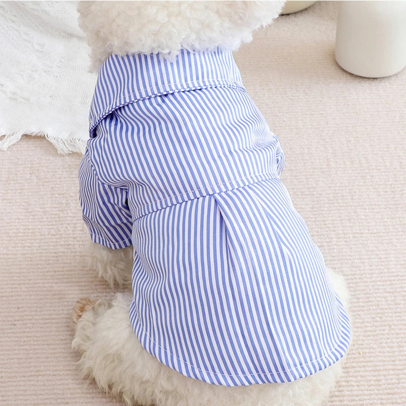 A striped blue and white bowknot shirt for a small dog is shown resting on a fluffy white pet.