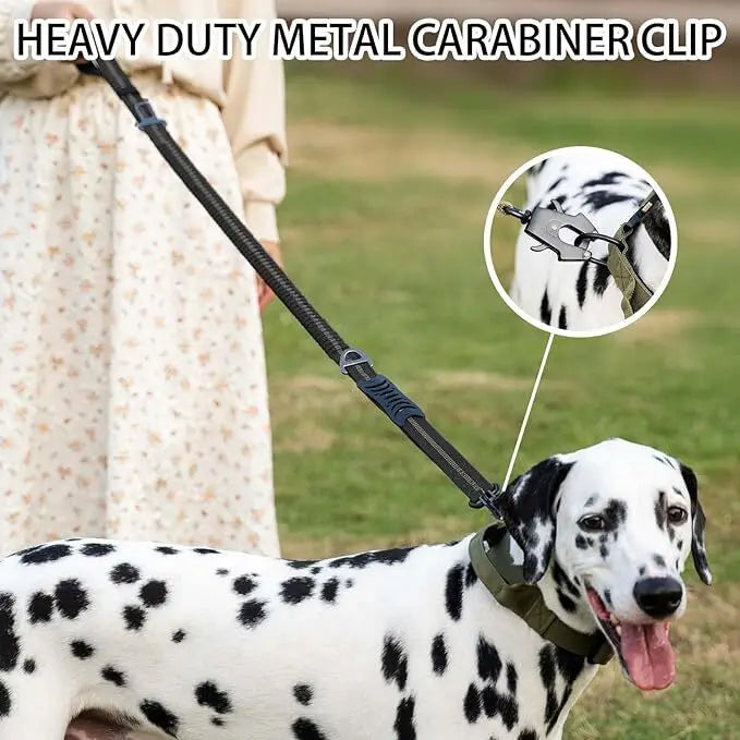 A dog wearing a heavy duty metal carabiner clip leash is shown outdoors.