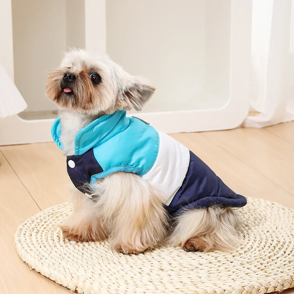 A small, fluffy dog wearing a blue and white padded windproof vest with a dark collar.