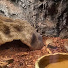 Natural Resin Rock Cave Hideout for Reptiles