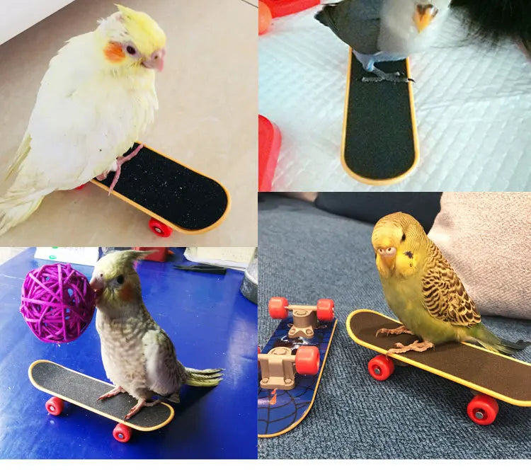 Mini Planche à Roulettes pour Entraînement de Perruches