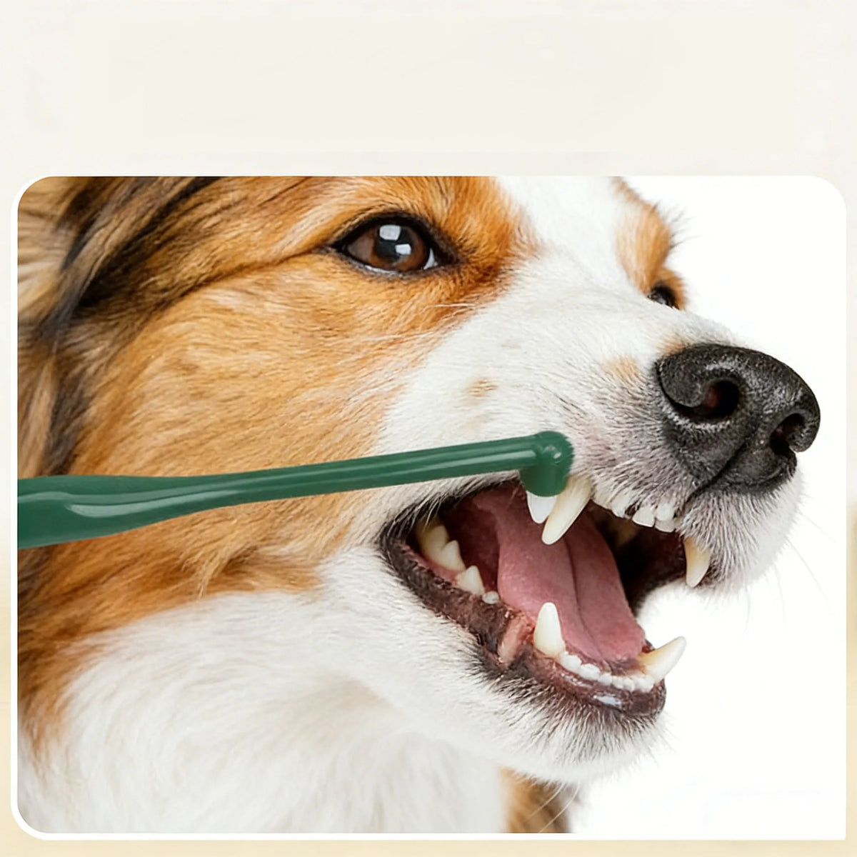 Soft Bristle Pet Toothbrush for Small Dogs and Cats
