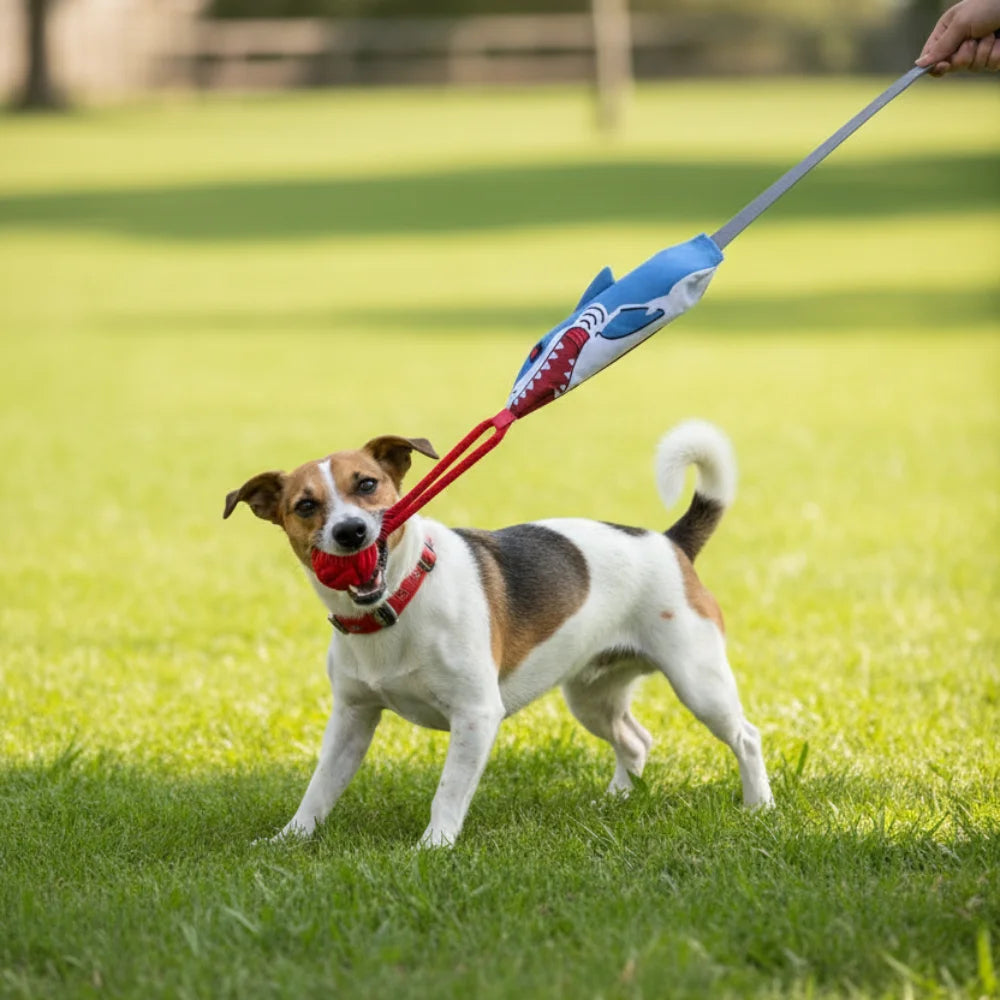 A small dog is playing with an interactive shark rope tug toy and leash in a grassy outdoor setting.